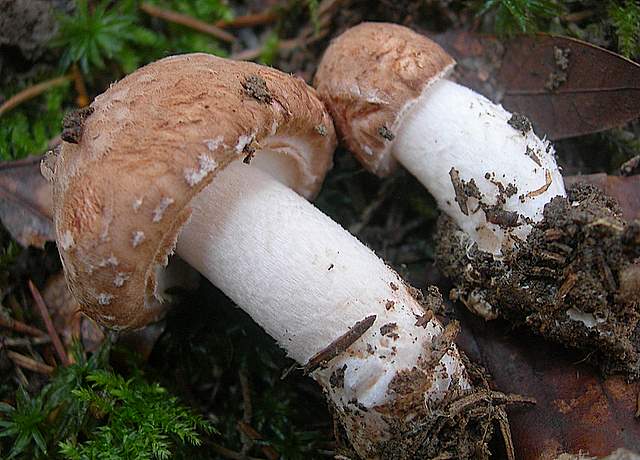 Prima  dell�era  glaciale